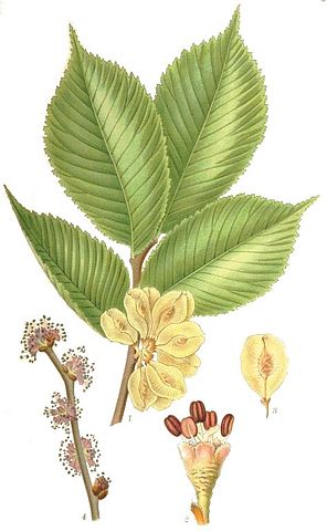 Ulmus glabra